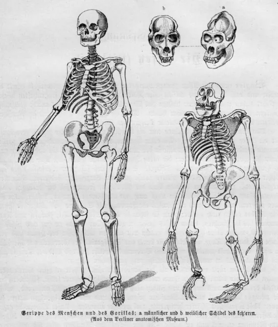 Gerippe des Menschen und des Gorillas Holzstich von 1891 Anatomie Skelett Affe