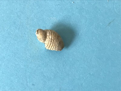 MARGINELLA BOURDOTI Fossile Gastéropode Lutetien Cotentin Fresville 