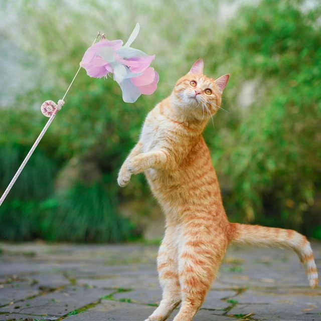 Jouets en plumes pour animaux de compagnie Funny Cat Playing Toy Cat Teaser
