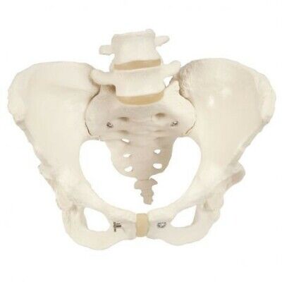 3B Scientific, modello anatomico di scheletro di bacino femminile A61