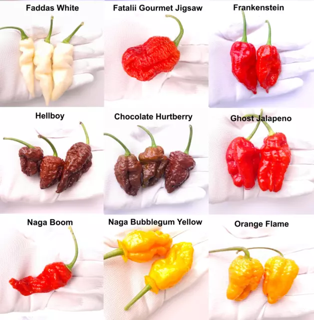The Worlds Hottest Chilli Seeds -  36 Seeds - 9 Varieties inc Ghost Jalapeno
