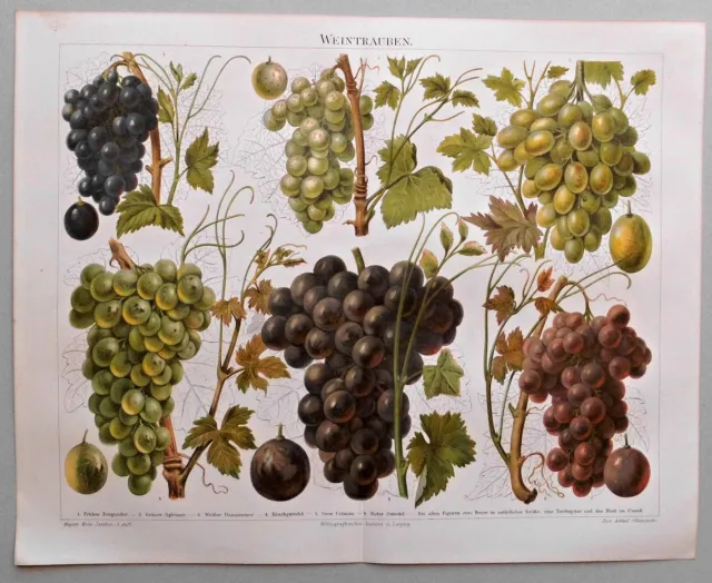 Botanik, Obst, Früchte - Weintrauben - Chromolithographie um 1898