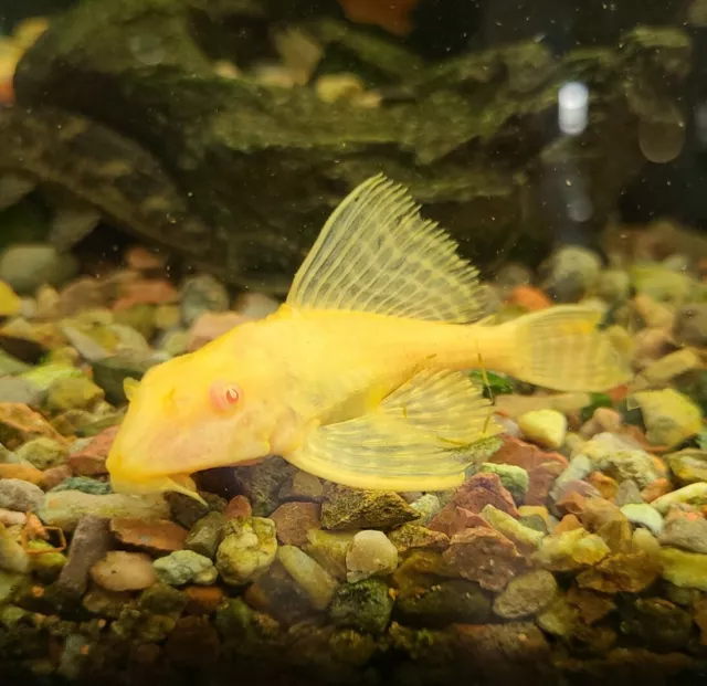 Live Red Eye Albino Pleco (3" Tropical Aquarium Fish) *PLS READ DESCR*