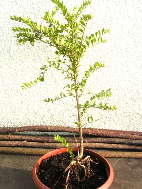 Bonsai Outdoor Lonicera Heckenkirsche H 40 cm