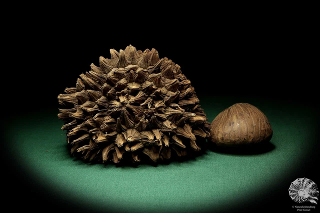 Phytelephas macrocarpa Sudamérica palma reciente frutos secos fruta seca decoración