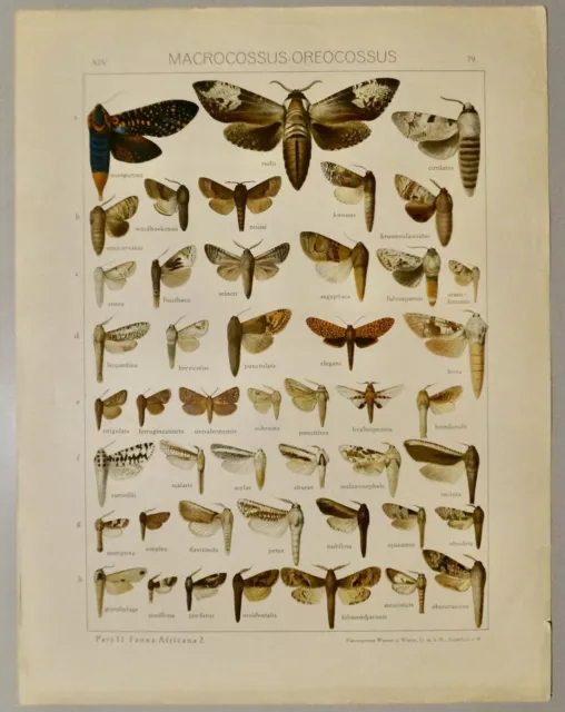 Chromolithographie Origi. Xxeme-Papillons-Afrique-Seitz-Macrocossus-Oreocossus