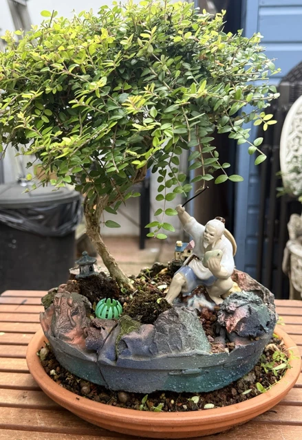 BONSAI TREE LONICERA Twist Outdoor s STUNNING LANDSCAPE 15 Years Old  155.66 - PicClick UK