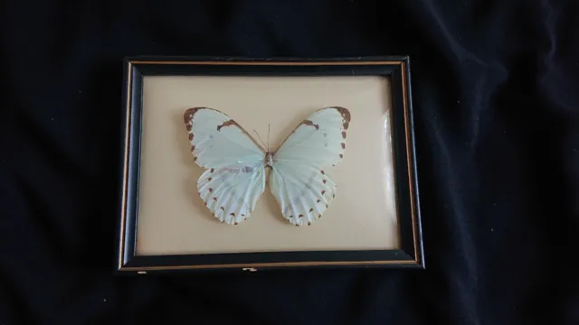 Framed Vintage Rare Butterfly Butterflies Antique, convex glass.
