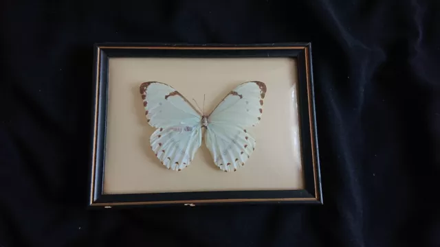 Framed Vintage Rare Butterfly Butterflies Antique, convex glass.