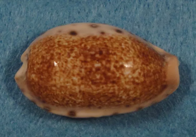 Cypraea Caurica Quinquefasciata 44mm Gulf of Oman,Saudi Arabia