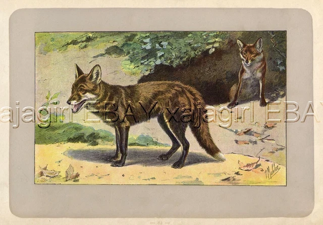 FOX Red Fox, Rare Antique 100-Year-Old French Animal Print