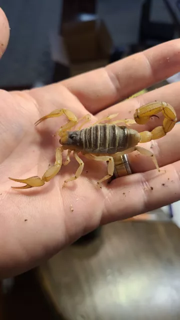 Sub-Adult Giant Desert Hairy Scorpion 2.5-4 inch(Hadrurus Arizonensis)