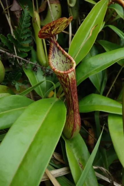 Nepenthes Ramos