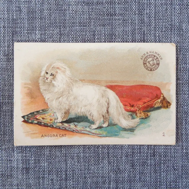Arm & Hammer Church & Co INTERESTING ANIMALS #2 ANGORA CAT Trading Card 1890s