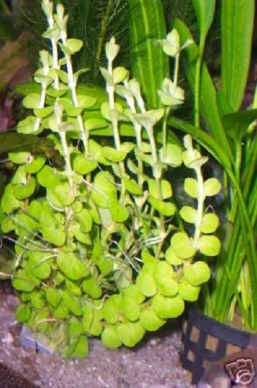 25 STENGEL PFENNIGKRAUT Pflanze Teich Teichpflanze Gartenteich EUR 10