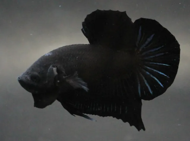 Rare Live Betta Fish Pet Plakad Super Black Male Men Aqua Premium HMPK Home New