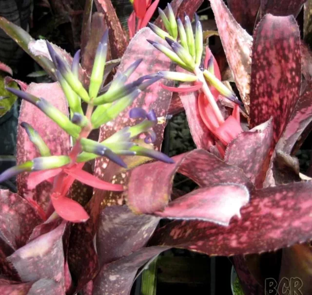 BROMELIAD Billbergia Vinzant's NEW YEAR'S EVE Beyond Comparison! Large Offset!
