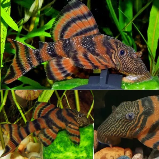 (1) L397 Pleco - Live Aquatic L397 Plecostomus - Alenquer Tiger Pleco 2" Fish
