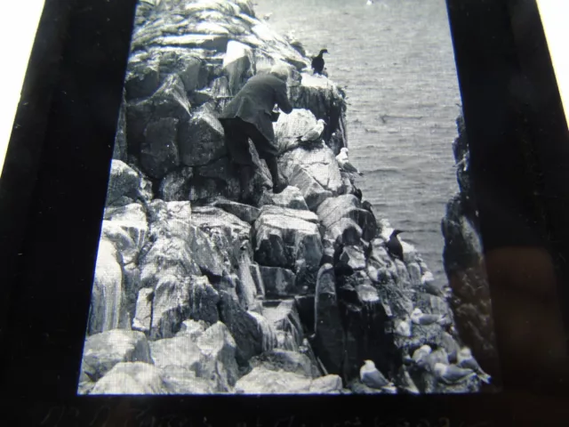 Antique Real Photograph Photo Animal Bird Magic Lantern Slide A Parks Sea Birds