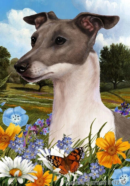 Summer Garden Flag - Blue and White Italian Greyhound 189831