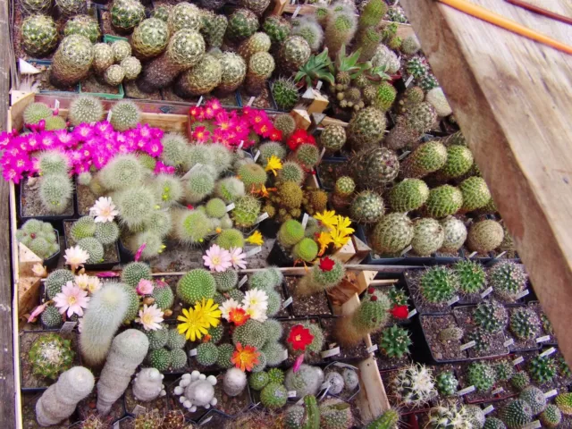 REBUTIA  Mischung SAMEN 200 Korn - super Blüten optimal frisch