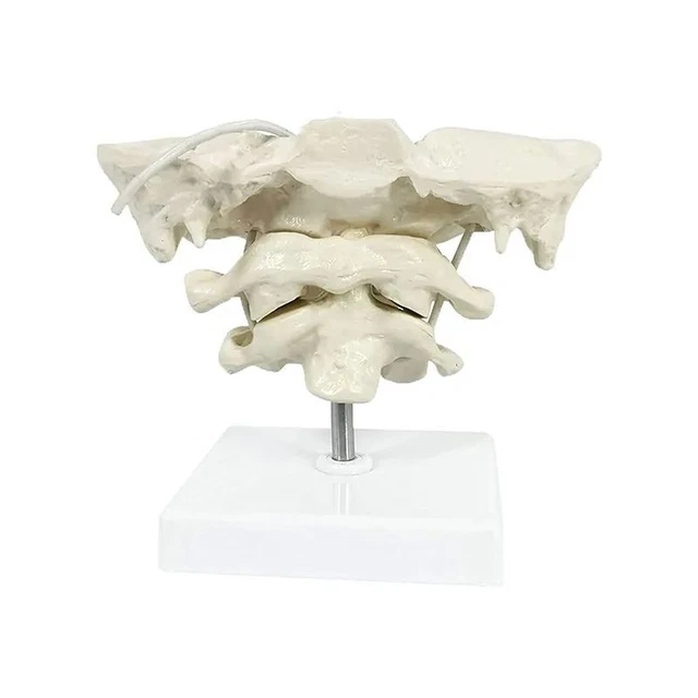 Human Cervical Spine Model Occipital Bone Model Educational Model My