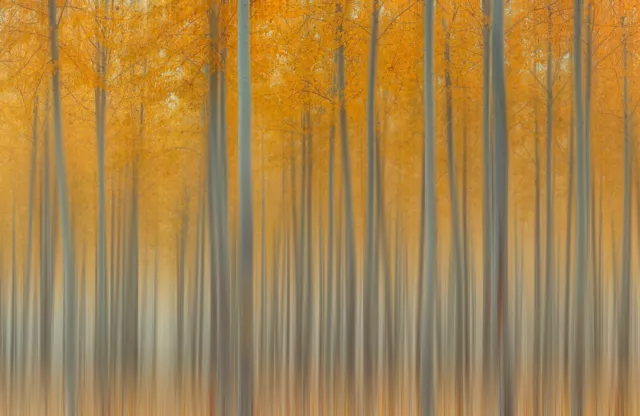 Foto Mural-BOSQUE NARANJA-(7757)-NO TEJIDO-Papel pintado - Tronco de árboles naturales XXL