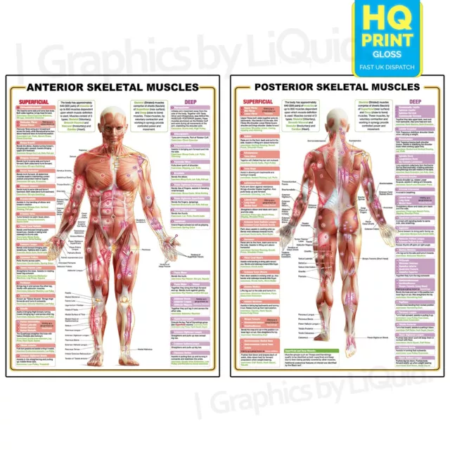 Muscle Anatomía Esqueléticos Médico Gráficos Heath Póster A5 A4 A3 A2 A1