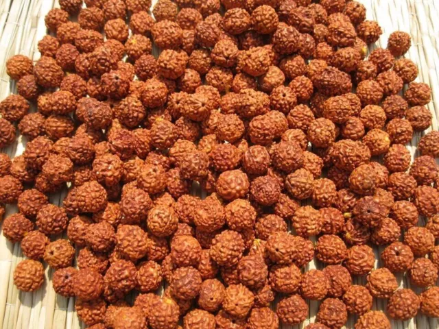 111 pc Loose Rudraksha Seeds Beads Nepal Origin, Natural 5 Mukhi 10 mm Free Ship