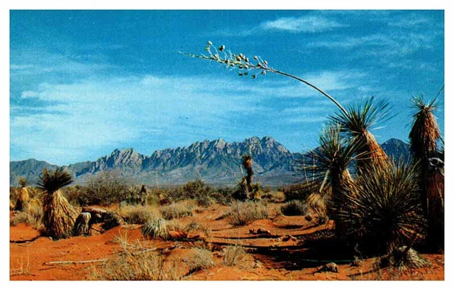 Postcard MOUNTAIN SCENE Las Cruces New Mexico NM AT2454