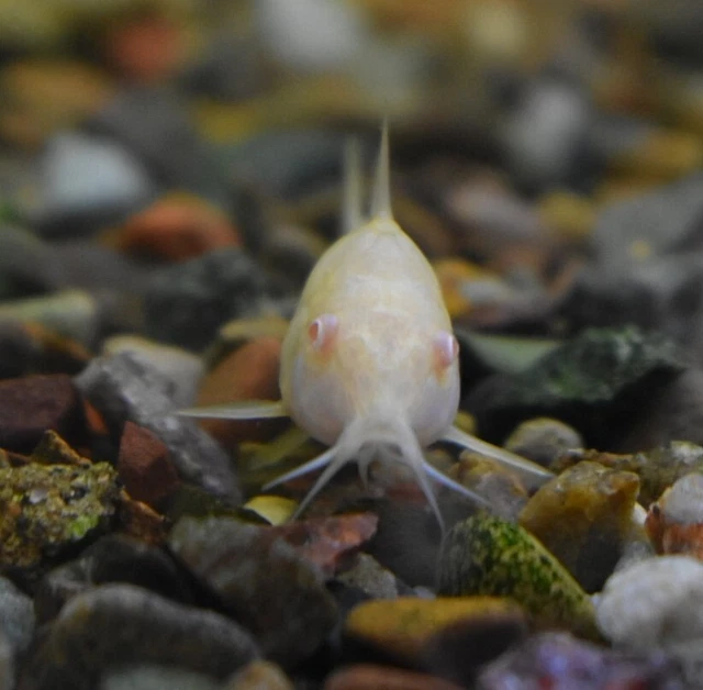 Live 1-1.5" Albino Corydora Catfish (Pack of 3 Aquarium Fish) PLS READ DESCR 2