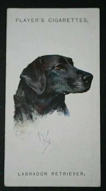 LABRADOR RETRIEVER   Vintage 1920's Dog Portrait Card   BD26M