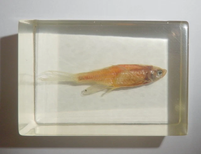 Rummynose Tetra Fish Hemigrammus bleheri in Clear Block Education Specimen