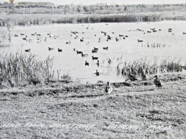 Vtg ALPENA MICHIGAN MI., Mich., RPPC Real Photo postcard Wild Fowl Sanctuary TM