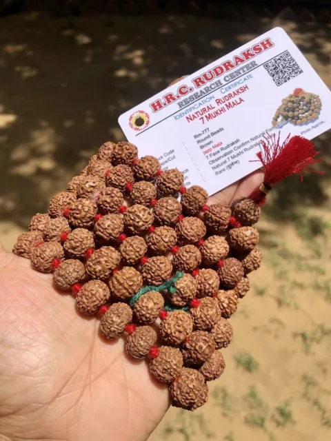 LAB CERTIFIÉ 7 Mukhi RUDRAKSHA Rudraksh Mala ROSAIRE 108 + 1 perles de prière