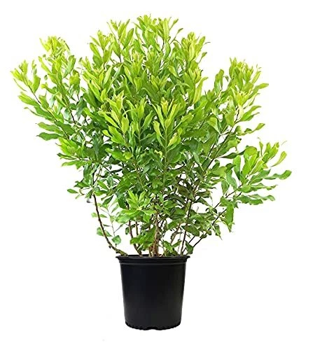 Myrica pensylvanica (Northern Bayberry) Shrub #3 - Size Container