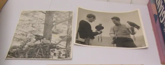 1938 National Wildlife Federation Hawks Hunting Nesting Original Photos & Letter