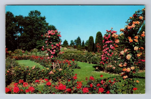Hershey PA-Pennsylvania, Chocolate Town Rose Garden, Antique Vintage Postcard