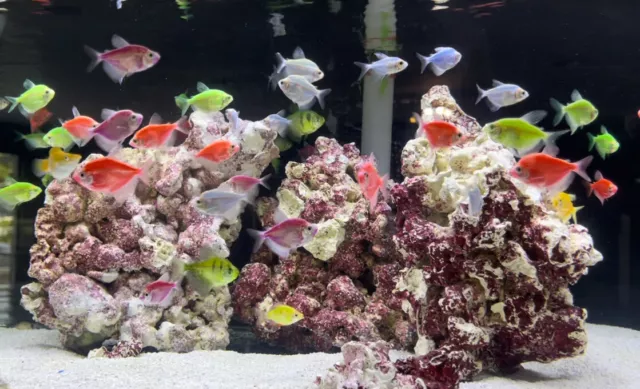 Pack of 3 Live Glow Tetra Multicolor (Freshwater Aquarium Fish)- PLS READ DESCR