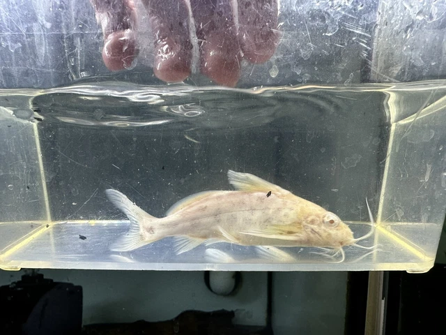 Albino Multipunctatus Synodontis 3.5” -Live Freshwater Tropical Aquarium Fish