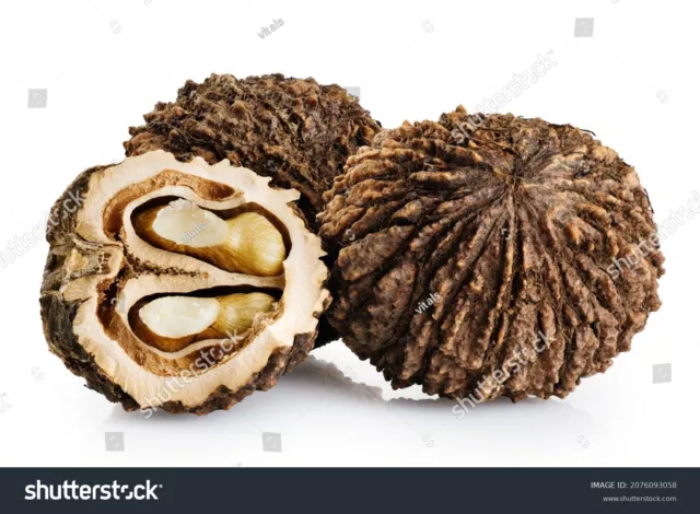 https://www.picclickimg.com/62cAAOSw4SdlPdgN/Indiana-Fresh-Black-Walnuts-in-Shell-8-lbs.webp
