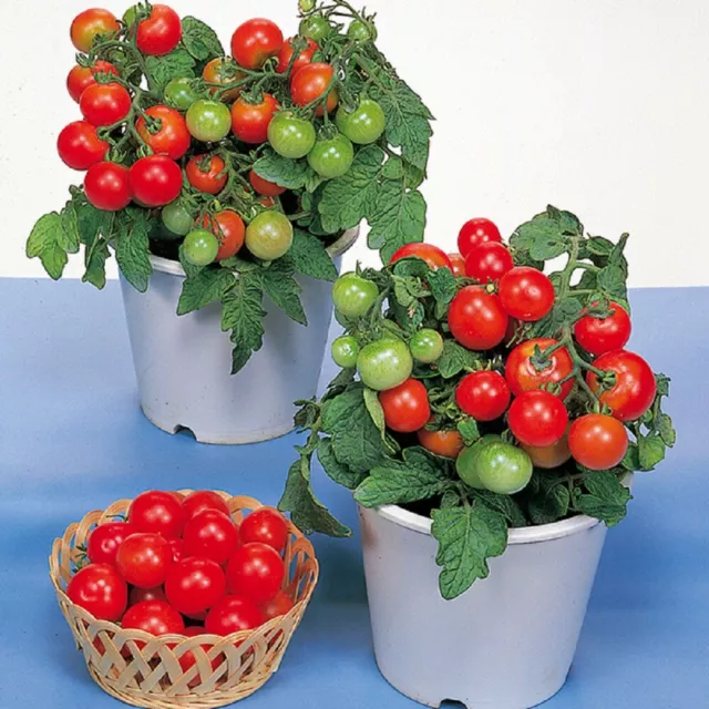 Vegetable Tomato - Red Robin  - Kings Seeds - 15 Seeds