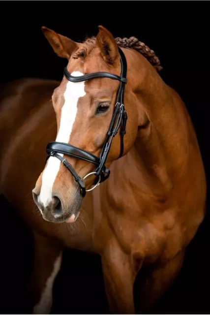 Designer Bridle: Fancy Stitched, Raised, Double Buckle Noseband