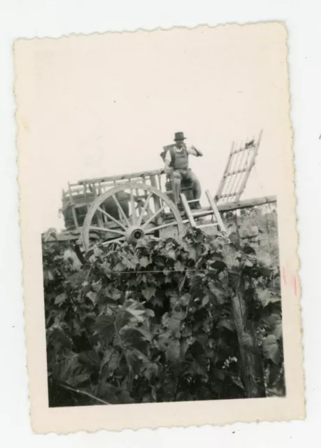 PHOTO SNAPSHOT 1952, the harvest grapes harvest vine men's