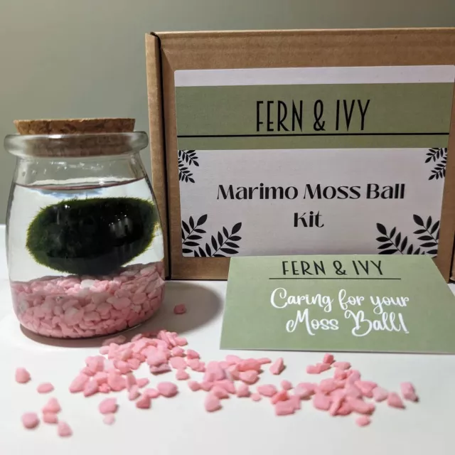 Marimo Moss Ball Kit - Plant Pet - Pink Gravel