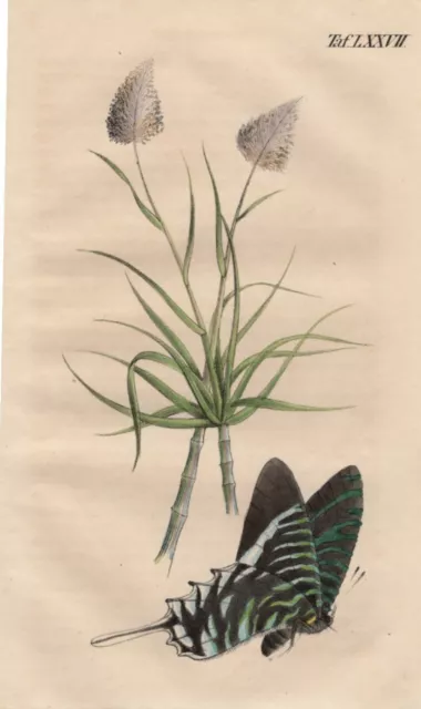 Zuckerrohr Grünstreifige Segler Schmetterling LITHOGRAPHIE von 1847 Schenckel RA