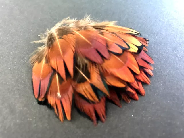 BULK 50pcs Natural Petite 3-4cm Pheasant Plumage Feathers DIY Craft Jewellery