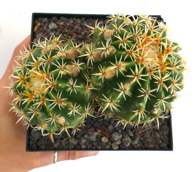 Echinocactus grusonii var. brevispinus 2 HEADS 5A NO CRESTED