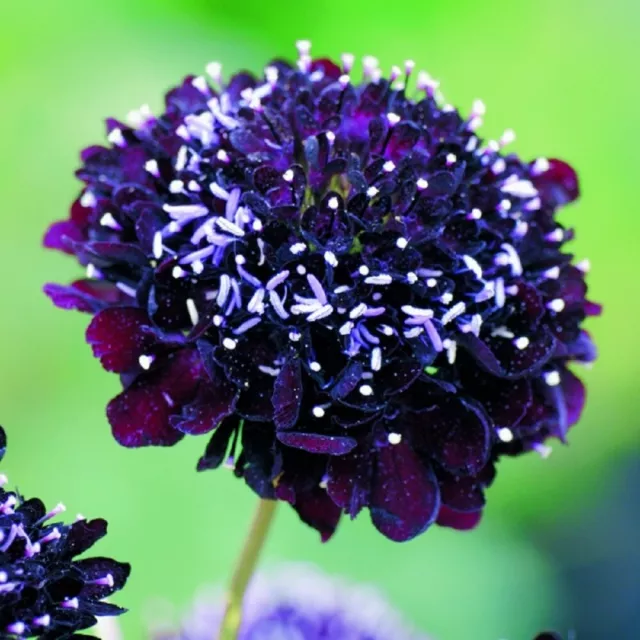 Scabiosa atropurpurea - Black Knight - Kings Seeds Pictorial Pack - 100 Seeds