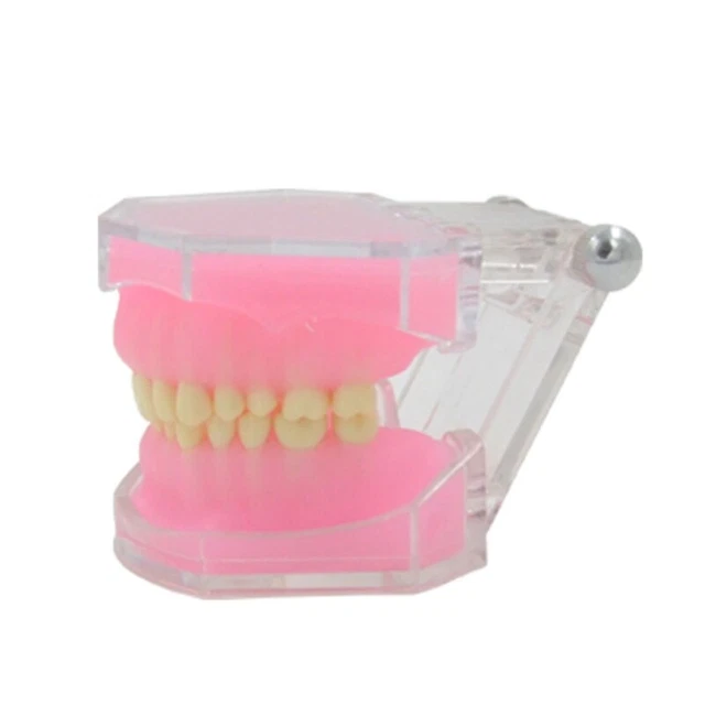 Detachable Teeth Model Typodont Teeth Model Study Teaching Tool